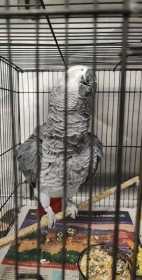 Found African Grey