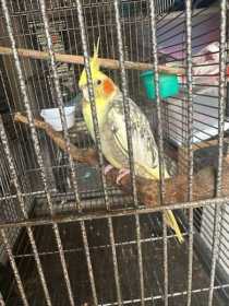 Found Cockatiel