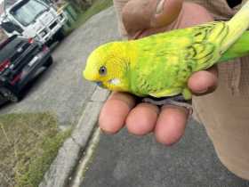 Found Budgerigar