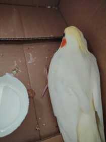 Found Cockatiel