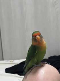 Found Lovebird