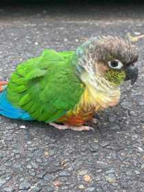 Found Conure