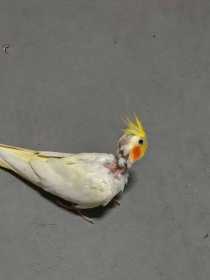 Found Cockatiel