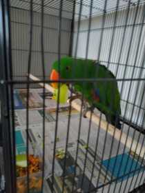 Found Eclectus