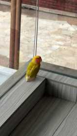 Found Lovebird