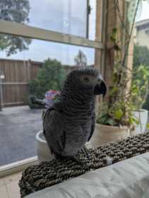 Found African Grey