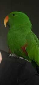 Found Eclectus