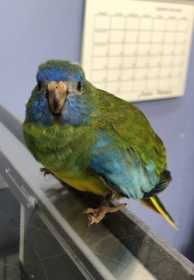 Found Turquoise / Turk