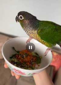 Found Conure