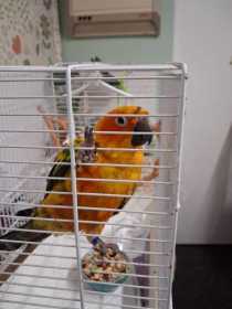 Found Conure