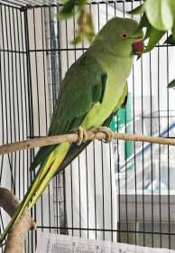 Found Indian Ringneck Parakeet