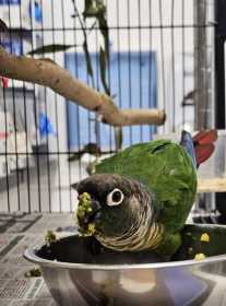 Found Conure