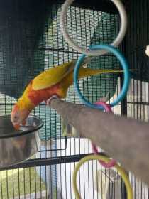 Found Lory / Lorikeet