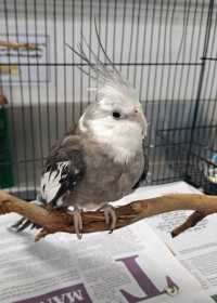 Found Cockatiel