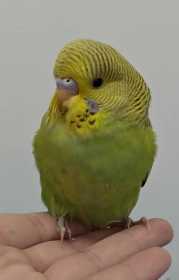 Found Budgerigar