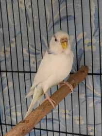 Found Budgerigar
