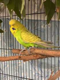 Found Budgerigar