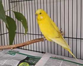 Found Budgerigar