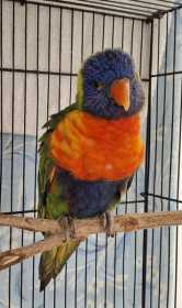 Found Lory / Lorikeet