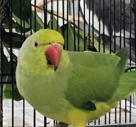 Found Indian Ringneck Parakeet
