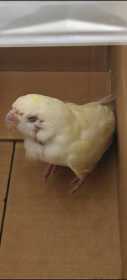 Found Budgerigar