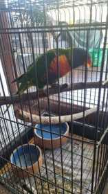 Found Lory / Lorikeet
