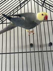 Found Indian Ringneck Parakeet