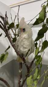 Found Corella Cockatoo