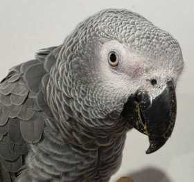 Found African Grey