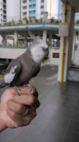 Found Cockatiel