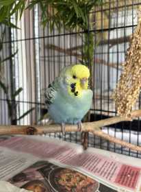Found Budgerigar