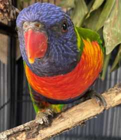 Found Lory / Lorikeet