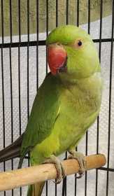 Found Indian Ringneck Parakeet