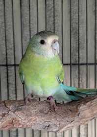 Found Grass Parakeet