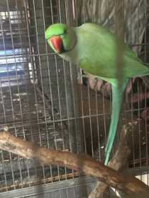 Found Indian Ringneck Parakeet