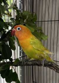 Found Lovebird
