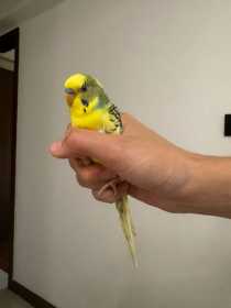 Found Budgerigar