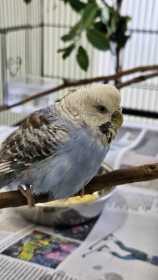 Found Budgerigar