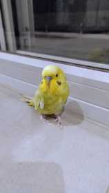 Found Budgerigar