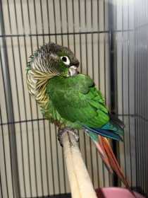 Found Conure