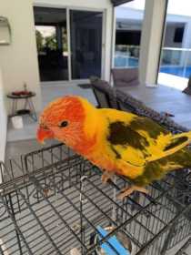 Found Lory / Lorikeet