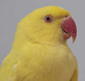 Found Indian Ringneck Parakeet