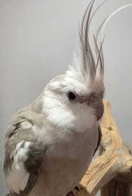 Found Cockatiel