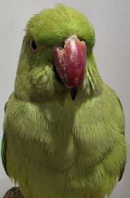 Found Indian Ringneck Parakeet