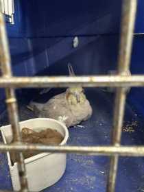 Found Cockatiel