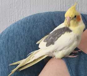 Found Cockatiel