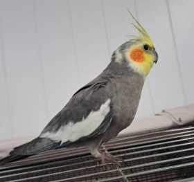 Found Cockatiel
