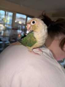 Found Conure