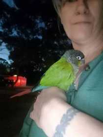 Found Conure