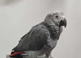 Found African Grey